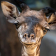 Image for article titled Saturday Night Social: The World Giraffe Population Is Up By One